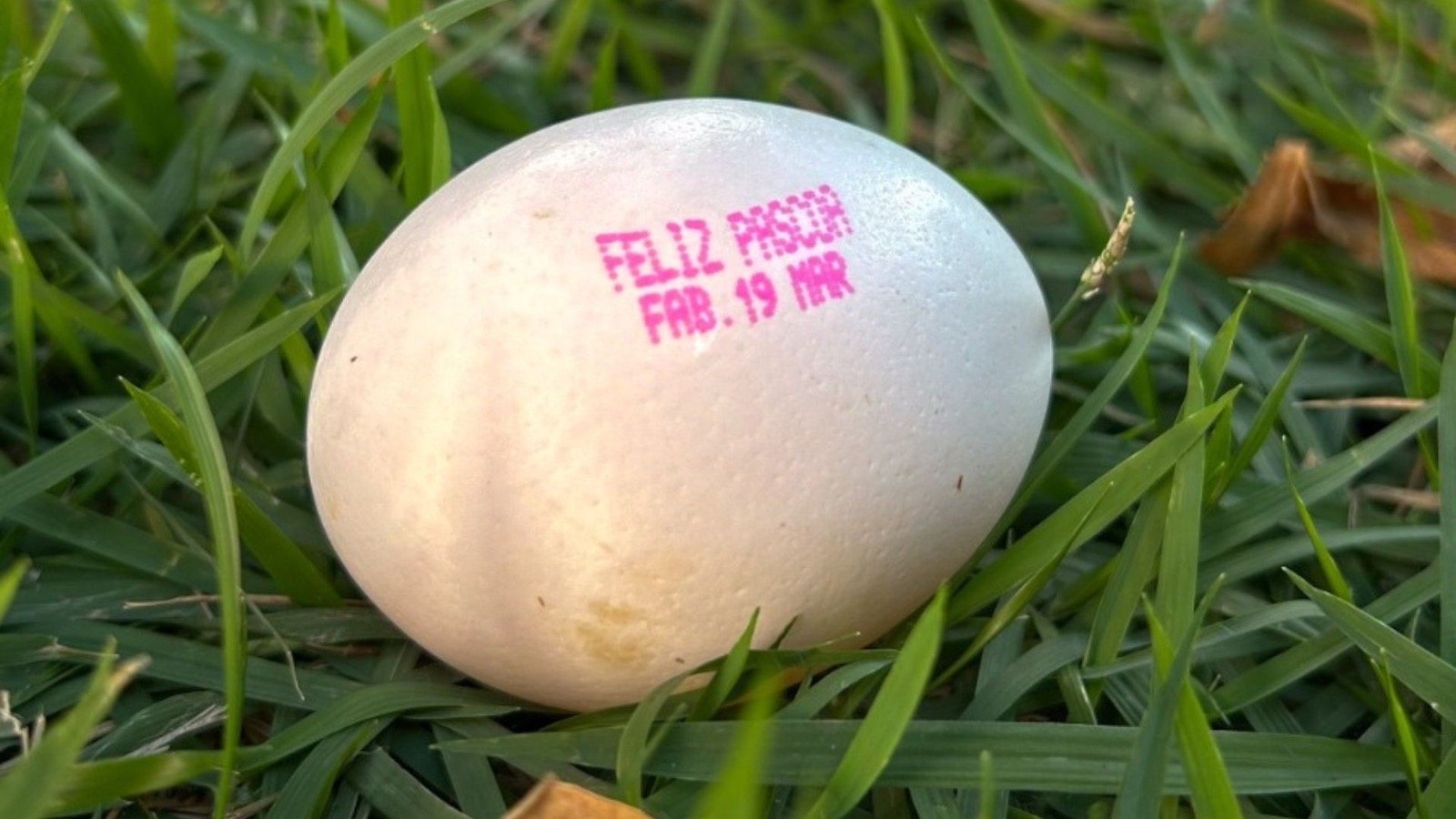 Ovos da Avine chegam ao mercado com mensagem de “Feliz Páscoa” na casca