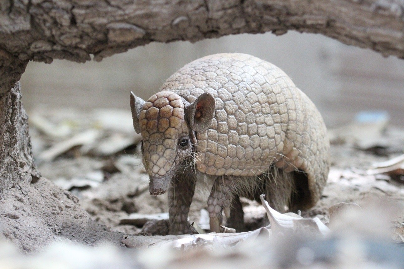 Tatu-bola, que inspirou o mascote da Copa de 2014, segue ameaçado de extinção